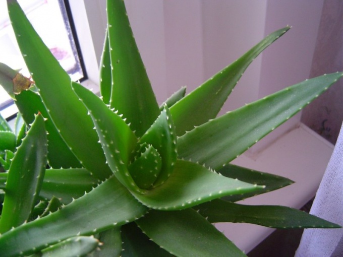 Vinkki 1: Aloe hoito