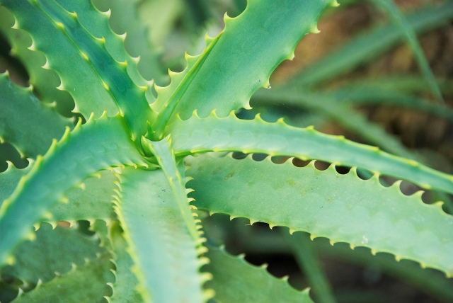 Aloe: hoitaa vihreä lääkäri