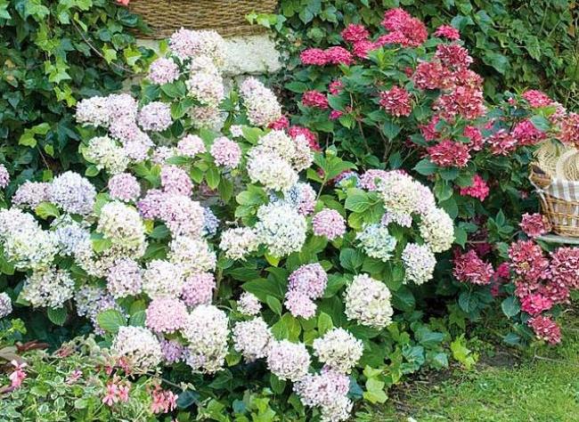 Kuinka leikata hydrangea