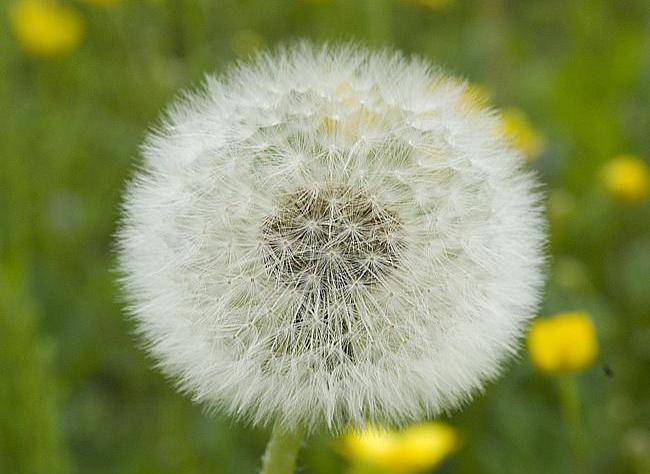 Miten luoda hypoallergeeninen puutarha