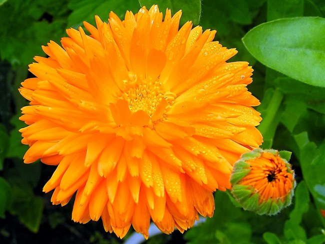 Tinktuuraa calendula gargle