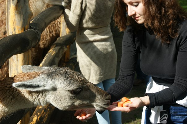 Guanaco rakastaa paljon porkkanoita