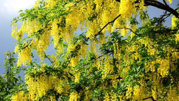 Kun Acacia Blossoms