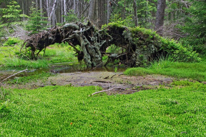 Sphagnum sammal: kuvaus, elinkaari, soveltaminen