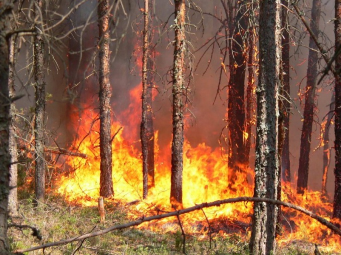 Kuinka välttää metsäpalojen esiintyminen