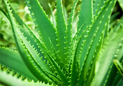 Aloe Vera - luo apteekki ikkunalaudalle