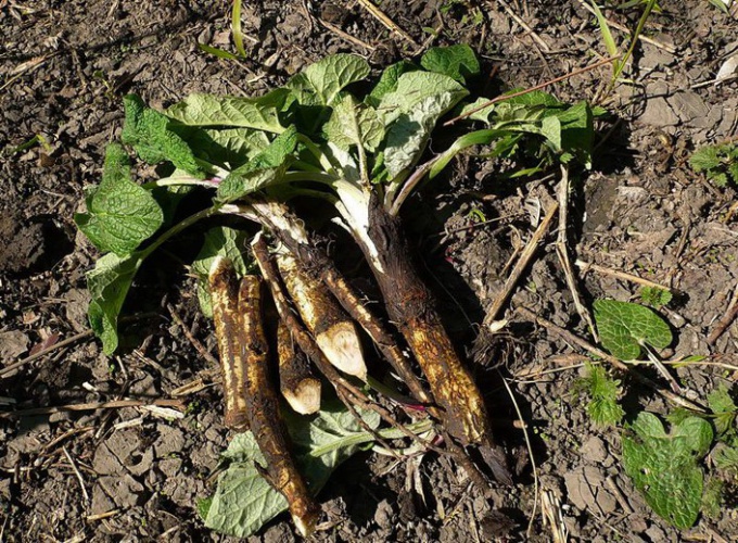 Burdock root on hyvä keino kohdun myometalle