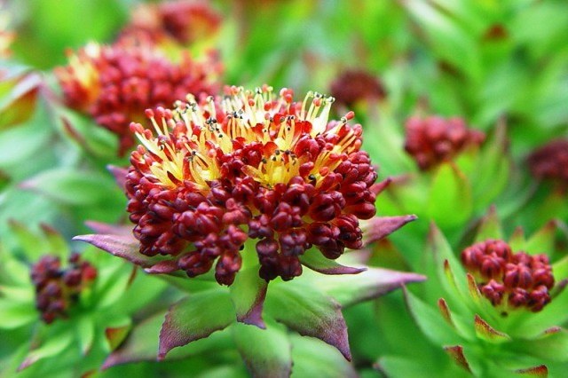 Rhodiola rosean tinktuura - ihana remedy