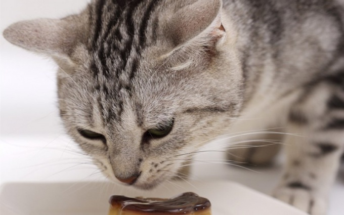 kissa steriloinnin jälkeen pyytää kissan