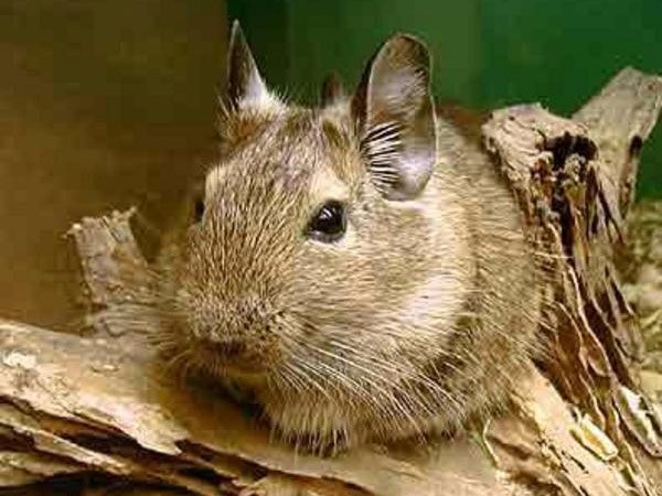 Miten erottaa degu