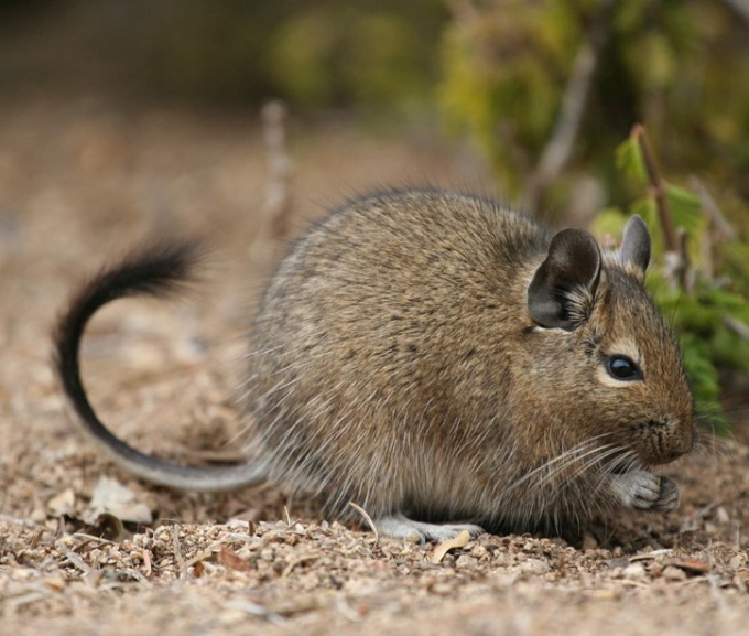 Degu on uusi lemmikki