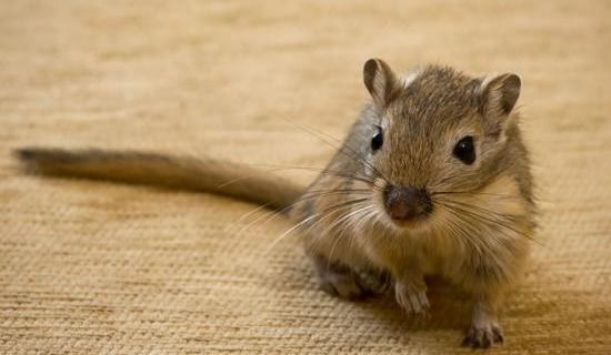 Vihje 1: Miten erottaa uros gerbil